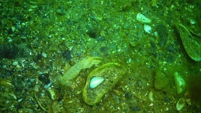 An empty shell of cancer. Sea cliff (Upogebia pusilla) - a species of crustaceans of the superfamily kalianasov.