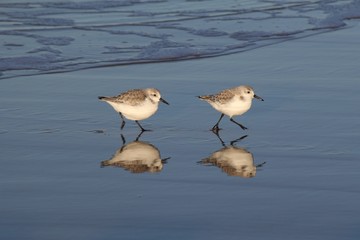 two little stints running along the water line in winter with beautiful reflection