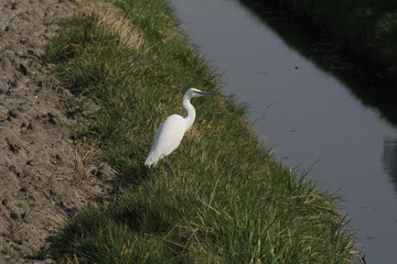 a beautiful little egret is fishing in a ditch in the dutch countryside in zeeland in springtime closeup