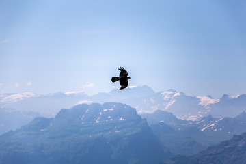 Flying Raven in the Alps