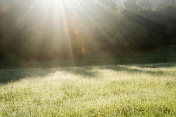 Intensive lens flare in the morning in springtime in untouched nature, Germany