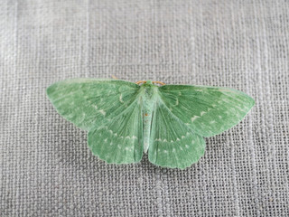 Light green, Emerald moth, butterfly on gray textered textile, patterned fabric with wings spread