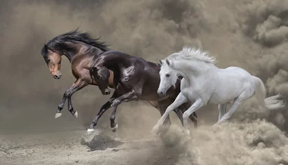 Foto auf Glas Bay, black and white horses runs in the dust storm © ashva