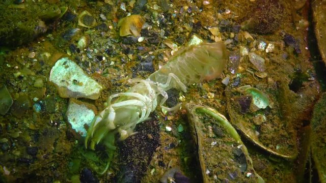 An empty shell of cancer. Sea cliff (Upogebia pusilla) - a species of crustaceans of the superfamily kalianasov.