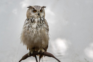 Eurasian eagle-owl (Bubo bubo) is a species of eagle-owl that resides in much of Eurasia. It is also called the European eagle-owl and in Europe.It is one of the largest species of owls