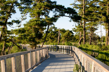 Fototapeta na wymiar bridge pathway through pine trees