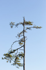 funky pine tree