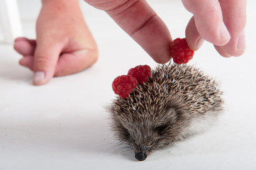 Small hedgehog in studio on white background with raspberry berries. Hands of child close-up. Concept of healthy lifestyle in nature, love of peace, respect for nature, childhood in the village