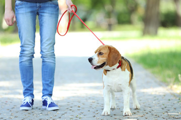 Woman walking with beagle dog in the park