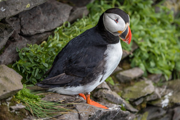 Looking out over the sea