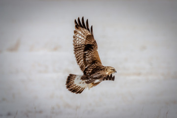 Rough-leg Hawk