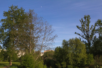 moon over park, evening
