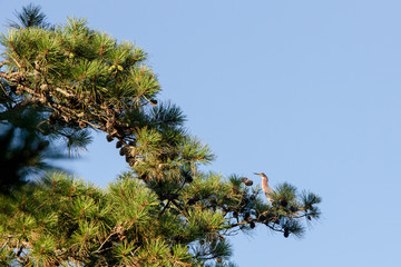 green heron in pine tree