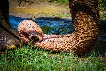 close up on curled elephant trunk