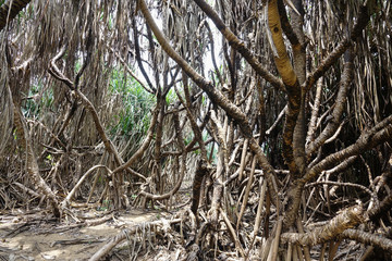 Dry palm thickets after a fire in the jungle in Sri Lanka