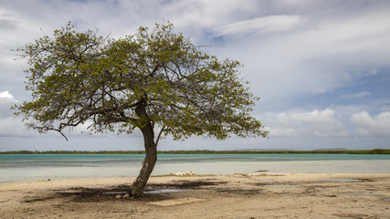 Bonaire_Baum am Strand
