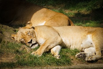 Obraz na płótnie Canvas lioness taking a nap