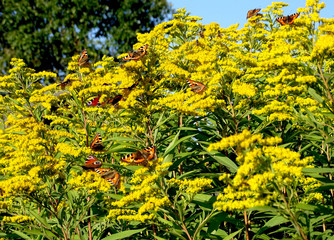 Butterflies are sitting on a flowers in a sunny day, Russia