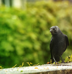 Raven standing on the brick wall - raining - natural scenery