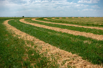 Farm field with concentric circles of crops and dramatic sky