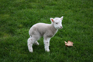 Naklejka na ściany i meble Baby Lamb