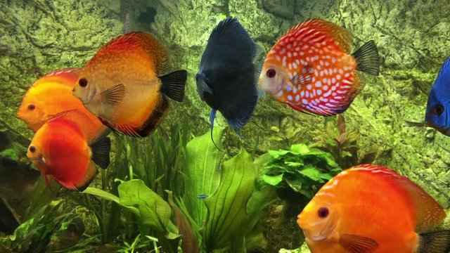 Diskusfische im Aquarium, Aquaristik