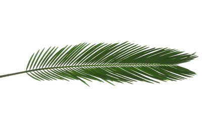 Beautiful tropical Sago palm leaf on white background