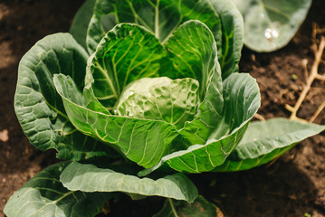 Obraz premium Top view image of green ornamental cabbage growing on the ground. Healthy food, selection focus