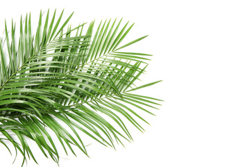 Beautiful tropical Sago palm leaves on white background
