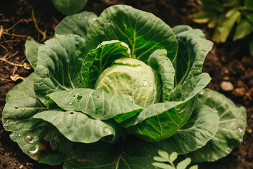 Fototapeta premium Top view image of green ornamental cabbage growing on the ground. Healthy food, selection focus