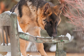 A german shepherd puppy dog standing on a bench at winter