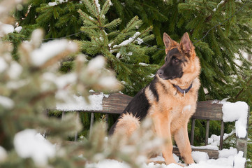 A german shepherd puppy dog sitting on a bench at winter