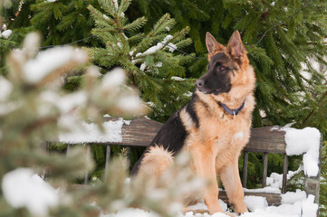 A german shepherd puppy dog sitting on a bench at winter