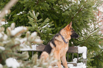 A german shepherd puppy dog sitting on a bench at winter