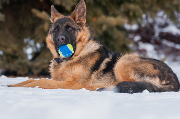 A german shepherd puppy dog playing with a ball at winter