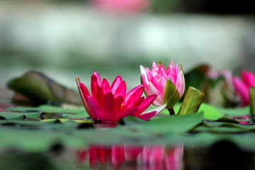 Obraz na płótnie Canvas Pink Water Lily