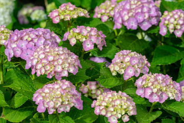 あじさい　雨上がり
