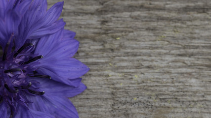 old wood background with cornflower