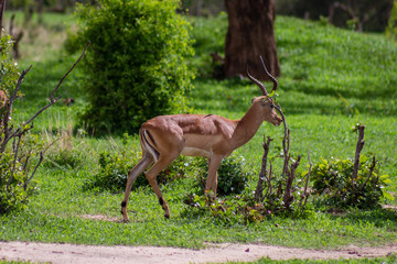Antelope