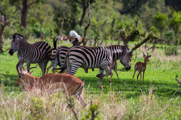 Fototapeta na wymiar Zebras and Antelope