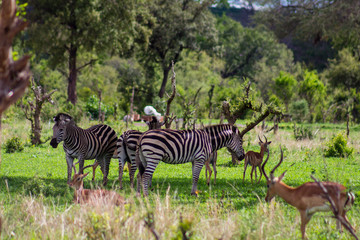 Fototapeta premium Antelope and Zebra