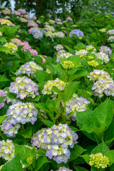 あじさい　雨上がり