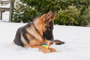 A german shepherd puppy dog playing with a ball at winter