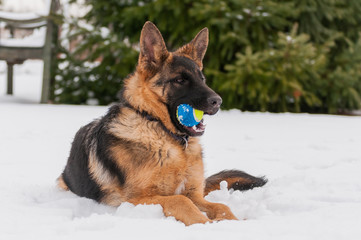 A german shepherd puppy dog playing with a ball at winter