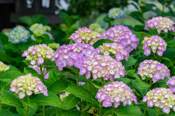 あじさい　雨上がり