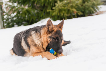 A german shepherd puppy dog playing with a ball at winter