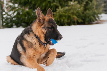 A german shepherd puppy dog playing with a ball at winter