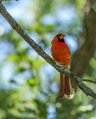 Male Cardinal on Branch