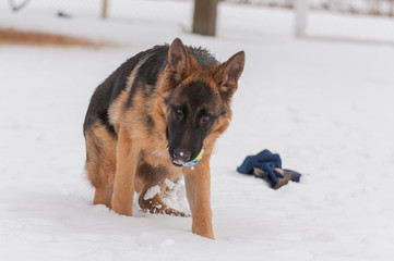 A german shepherd puppy dog playing with a ball at winter