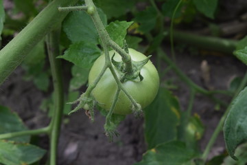 green tomato